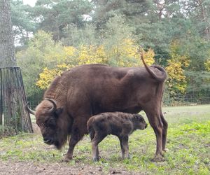 Młodą żubrzyczką w bydgoskim zoo opiekują się babcia i mama. Ona jest od chmur zawracania!