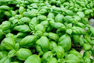 Jakie rośliny odstraszają ślimaki? 