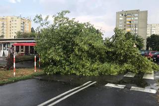 Kataklizm na Bielanach: Wichura, ulewa, powyrywane z korzeniami drzewa, zniszczone samochody! [GALERIA]