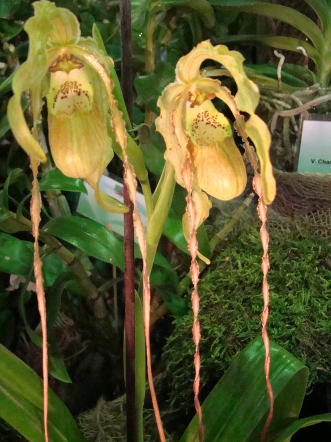 Paphiopedilum 