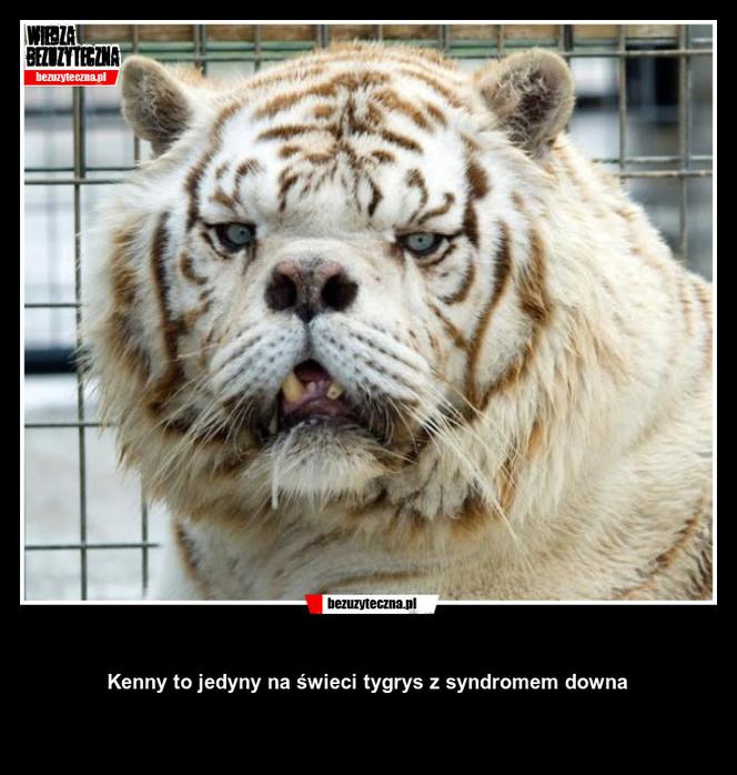 Kenny - tygrys z zespołem Downa