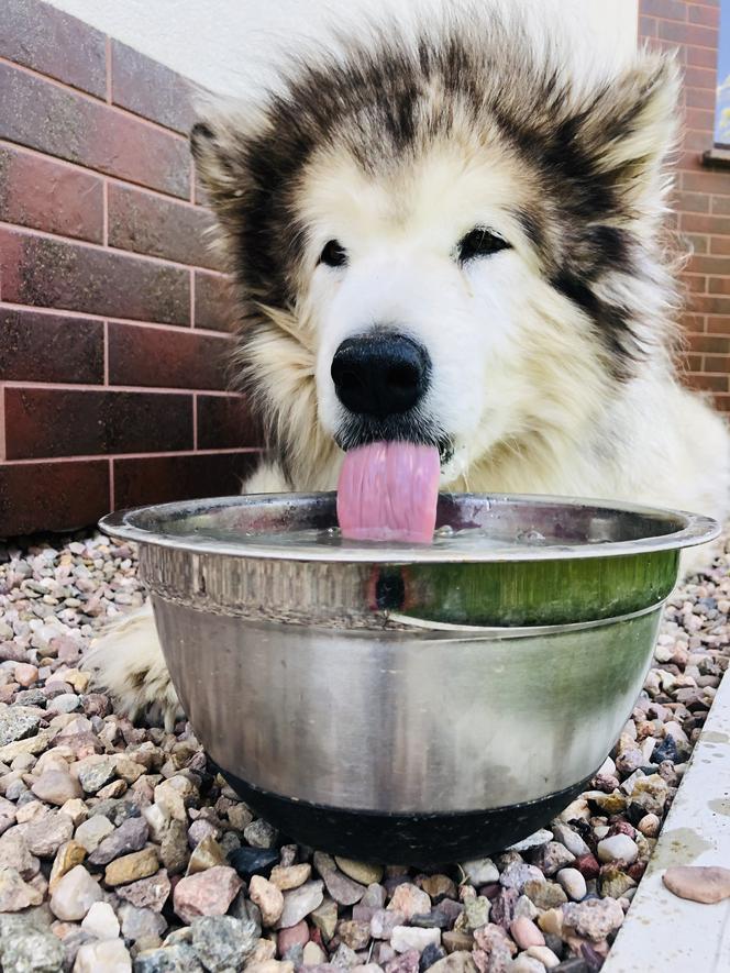 Wielichowska wyczesała psa na maksa