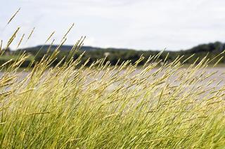 Pyłki traw osiągnęły maksymalne stężenie! Jak walczyć z alergią?