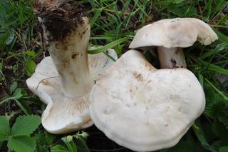 Jakie grzyby zbierać wiosną? 