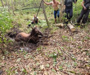 Nietypowe interwencje służb. Strażacy-ochotnicy uratowali stado koni, a strażnicy miejscy sarenki