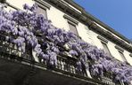 Wisteria