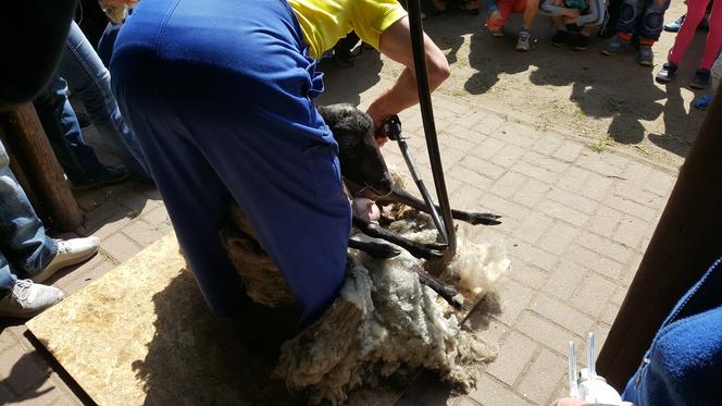 Coroczne strzyżenie owiec w bydgoskim zoo [ZDJĘCIA]