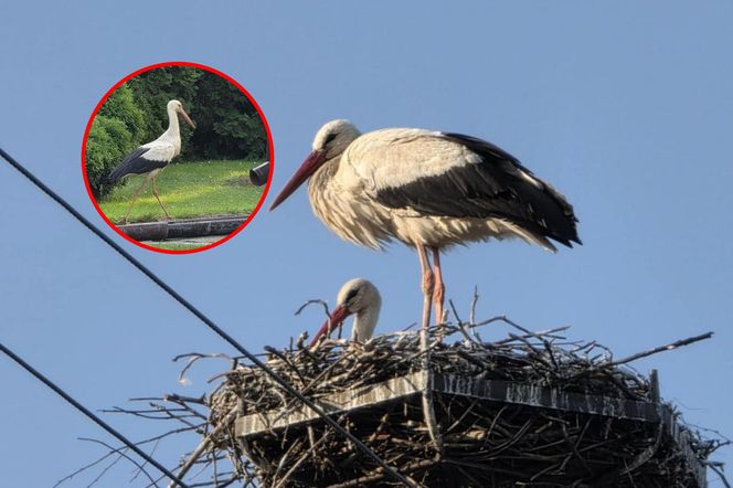 Kajtek bocian podwórkowy