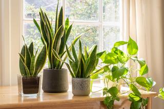 Rośliny oczyszczające powietrze. 7 roślin poprawiających stan powietrza w domu