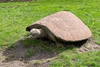 W Łęcznej znajdziecie najdziwniejszych park jurajski w Polsce. Zobacz zdjęcia!