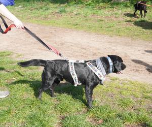 Dogtrekking w Poznaniu