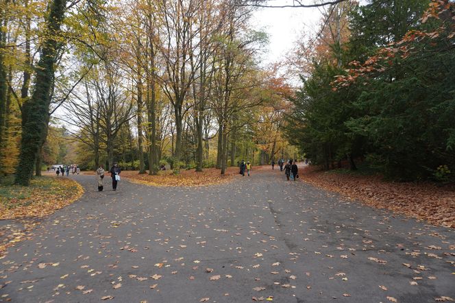 Cmentarz Centralny podczas Wszystkich Świętych