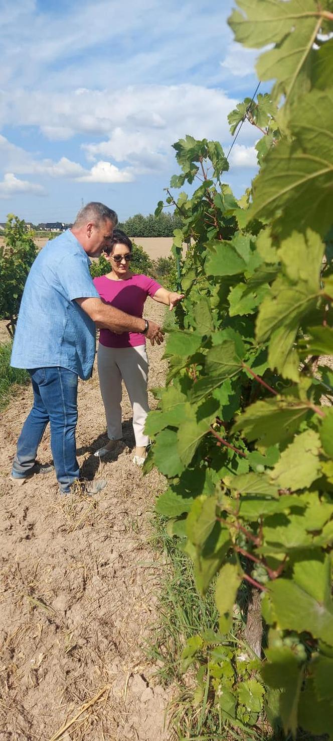 Wino, piwo i... miody. Jastrzębskie Produkty Lokalne stają się hitem