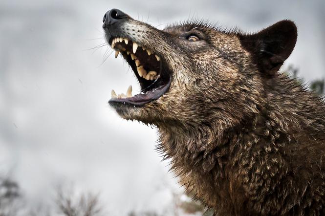 Agresywny wilk atakuje
