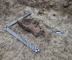 Kości mamuta odnalezione na budowie S17 w woj. lubelskim! „Niezwykle rzadkie znalezisko”. Zobacz zdjęcia 