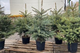 Sprzedaż żywych choinek w Zielonej Górze w 2022 roku