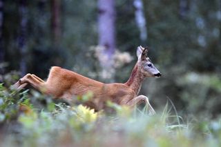 Około 900 wypadków i kolizji ze zwierzętami odnotowała w tym roku policja na Opolszczyźnie