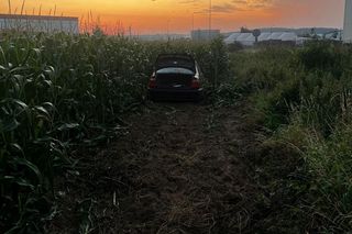 ​Zakończył jazdę... w polu kukurydzy. Policjanci ustalili, że to 21-latek z Gostynia [ZDJĘCIA]