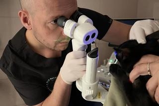 Koci wirus zaatakował oczy kotki Michell