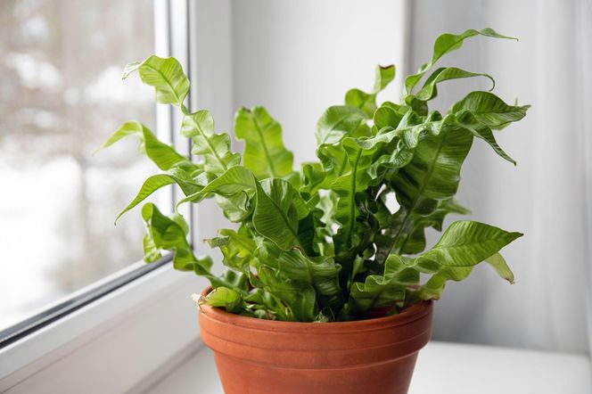 Asplenium nidus 'Crispy Wave'