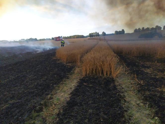 Dwa pożary zboża oraz rżyska w powiecie braniewskim