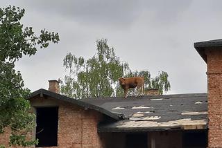 Krowa spacerowała po dachu. Strażacy ruszyli jej na ratunek 