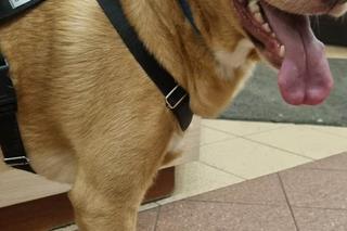 Ktoś rozrzucił mięso ze szpilkami na Pradze-Północ