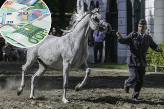 Na aukcji w Janowie sprzedano 14 koni  za 2,1 mln euro
