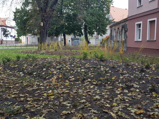 Rośliny posadzone, brakuje tylko kilku elementów. Skwer dr. Kuźniaka w Lesznie prawie gotowy