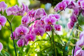 Storczyk Phalaenopsis