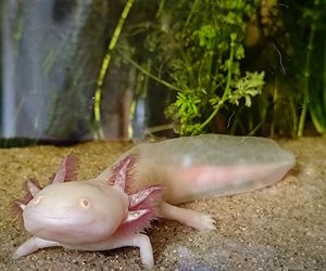 Zapomniany w akwarium, walczył o życie. Historia Zenka, aksolotla ze Świętochłowic, i jego Smoczej Mamy