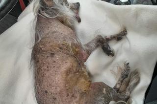 Suczka znaleziona w kontenerze na śmieci przy ulicy Gdańskiej w Łodzi