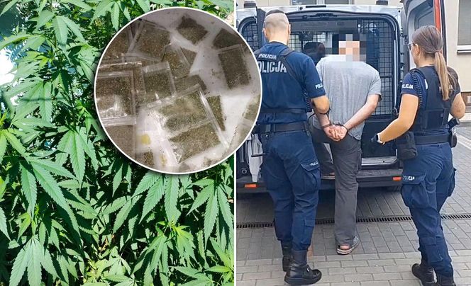 Areszt za uprawę marihuany. 
