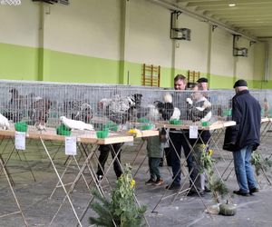 Kalisz. Rasowe gołębie, drób i króliki można podziwiać w hali OSRiR