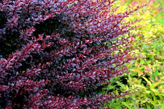 Berberys Thunberga 'Atropurpurea'