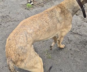 Dramat w Pruszkowie. Przetrzymywał zwierzęta w skandalicznych warunkach. Właściciel próbował się ich pozbyć