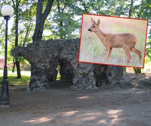 Samotna sarna została pupilem mieszkańców! Żyje w parku w centrum miasta