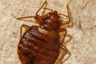  Atak pluskiew w Warszawie 