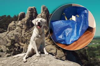 Spakował psa do plastikowej torby i wziął go w Tatry! Zdumiewający pomysł niemieckiego turysty