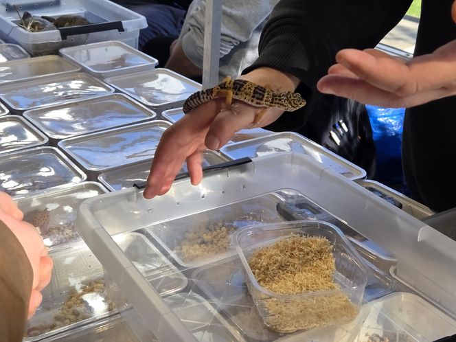 Węże, pająki i dreszczyk emocji w Bydgoszczy! Dragon Expo zachwyciło odwiedzających