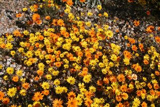 Dimorfoteka zatokowa