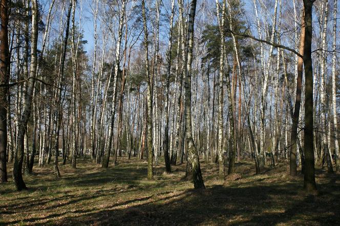 Las Pamięci na cmentarzu "Szczecińska" w Łodzi