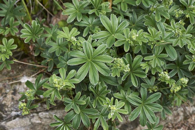 Przywrotnik alpejski - Alchemilla alpina