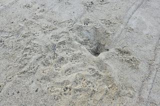 Mieszkańcy wyprowadzają psy na stadionie rugby w Olsztynie. „Nas...e, dziury wykopane”