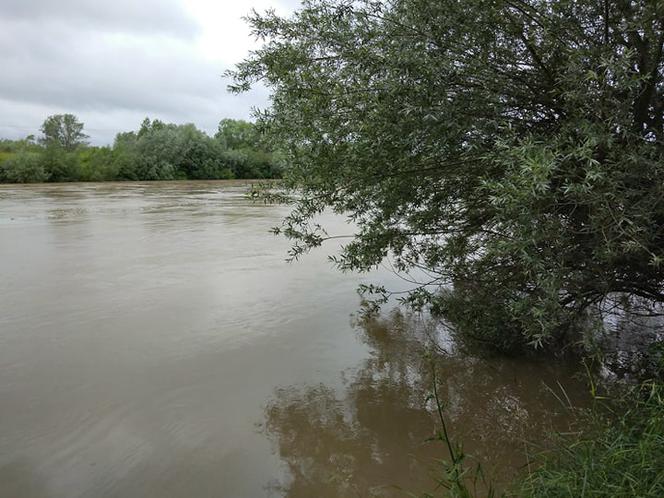 Wysoki Dunajec pod Tarnowem! Biała przy Azotach też przybiera