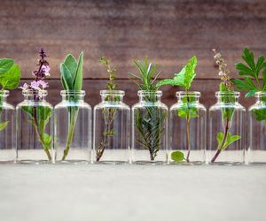 Zioła na nadczynność tarczycy: czy działają? Które mieszanki ziołowe są skuteczne? 