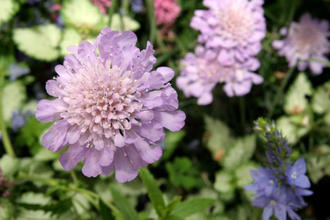 Driakiew purpurowa