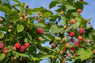 Na liściach malin pojawiły się brunatne plamy? Tak działają profesjonaliści. Szybko rozgnieć to i dokładnie opryskaj cały krzew maliny. Ekologiczny oprysk na zamieranie pędów malin