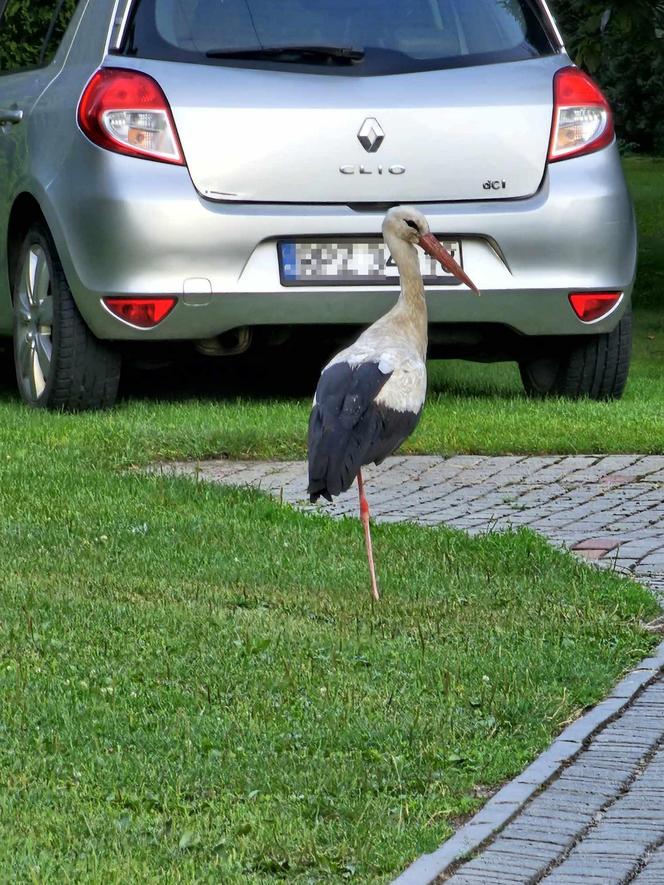 Bociany szykują się do odlotu