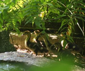 Niesamowite narodziny w warszawskim ZOO. Ten gatunek kaczki znika ze świata 